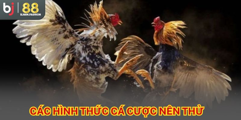 Các hình thức cá cược nên thử