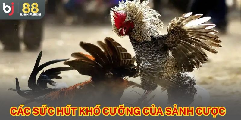 Các sức hút khó cưỡng của sảnh cược