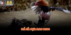 Đá gà cựa dao BJ88