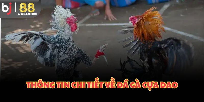 Thông tin chi tiết về đá gà cựa dao