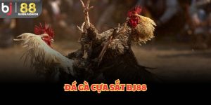 Đá gà cựa sắt bj88