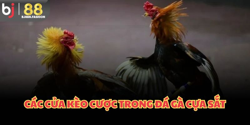 Các cửa kèo cược trong đá gà cựa sắt
