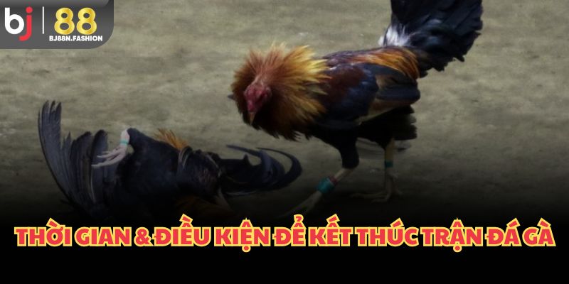 Thời gian & điều kiện để kết thúc trận đá gà