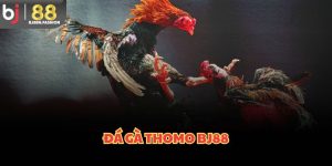 Đá gà thomo BJ88