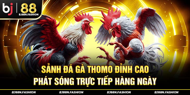 Sảnh đá gà thomo đỉnh cao phát sóng trực tiếp hàng ngày.